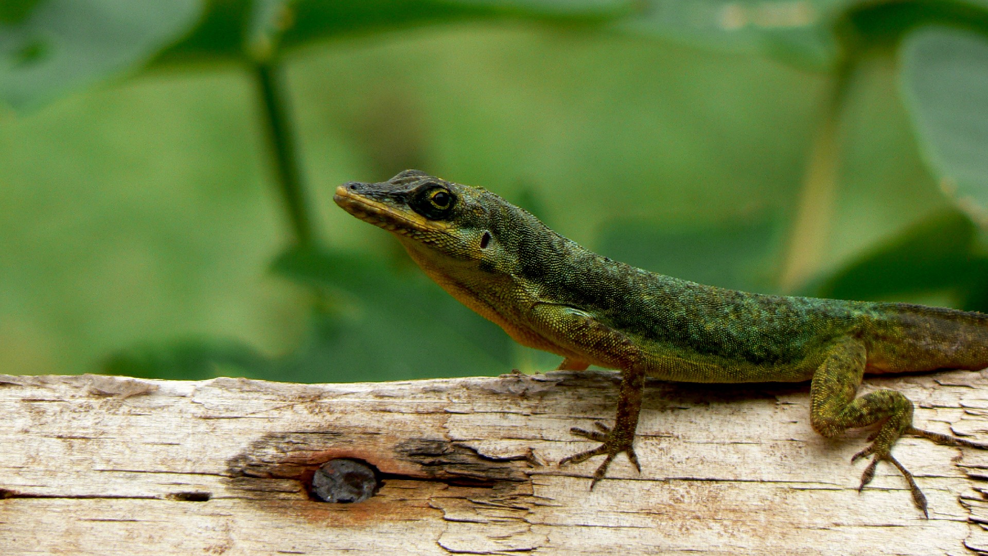 Bronze anole (Anolis aeneus)
