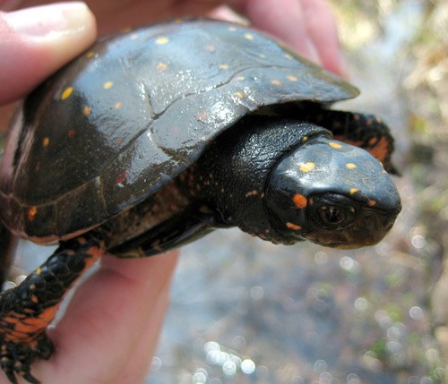 Spotted turtle (Clemmys guttata)