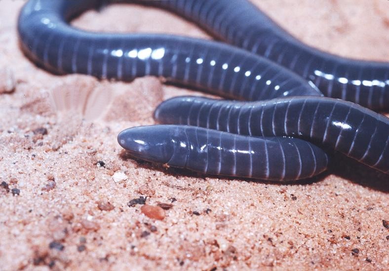 Ringed caecilians (Siphonops)
