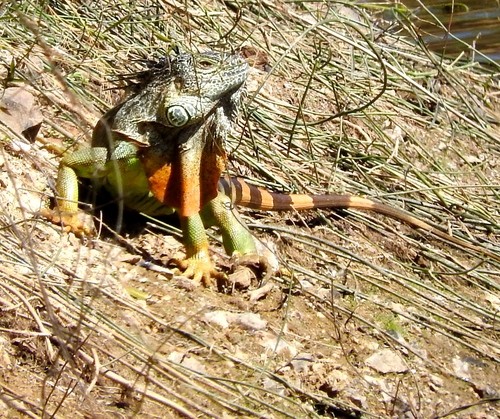 Grüner leguan (Iguana iguana)