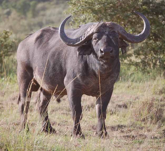 Afrikanische büffel (Syncerus)