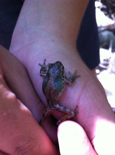 Sierran chorus frog (Pseudacris sierra)