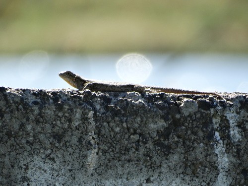 Lagartija escamosa de mezquite (Sceloporus grammicus)