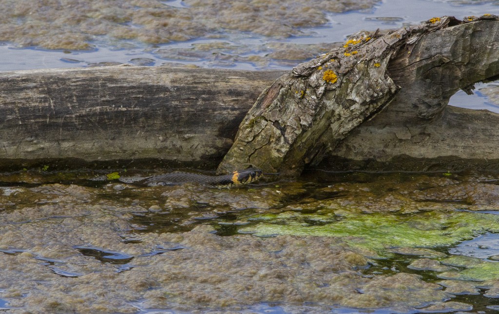 Couleuvre à collier (Natrix natrix)