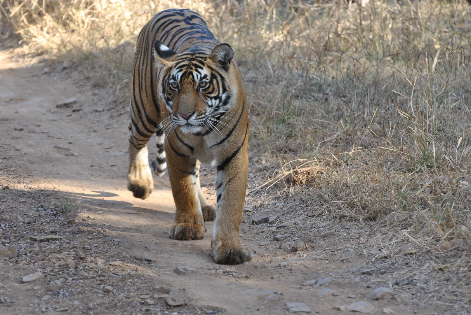 Panthera tigris tigris (Panthera tigris tigris)