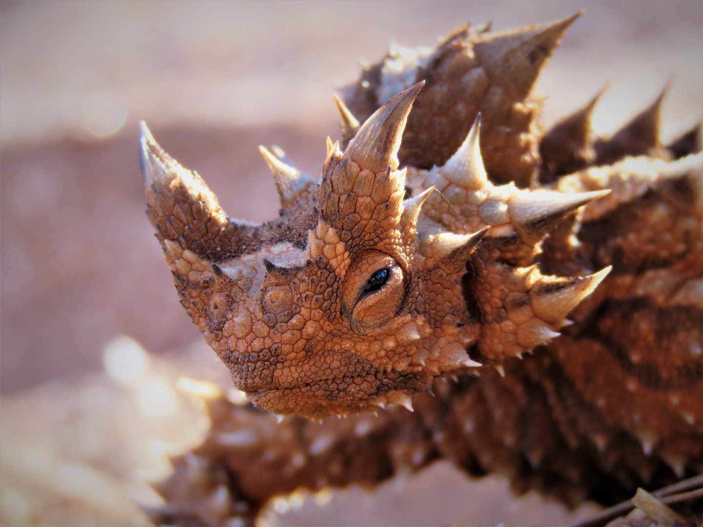 Dornteufel (Moloch horridus)