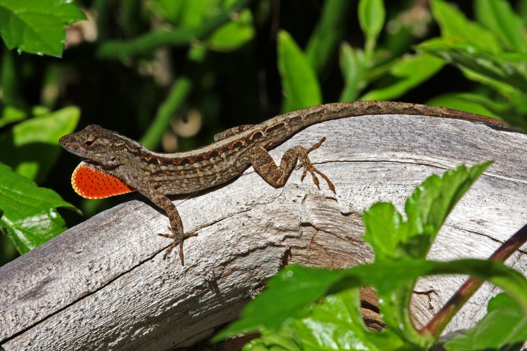 Bahamaanolis (Anolis sagrei)
