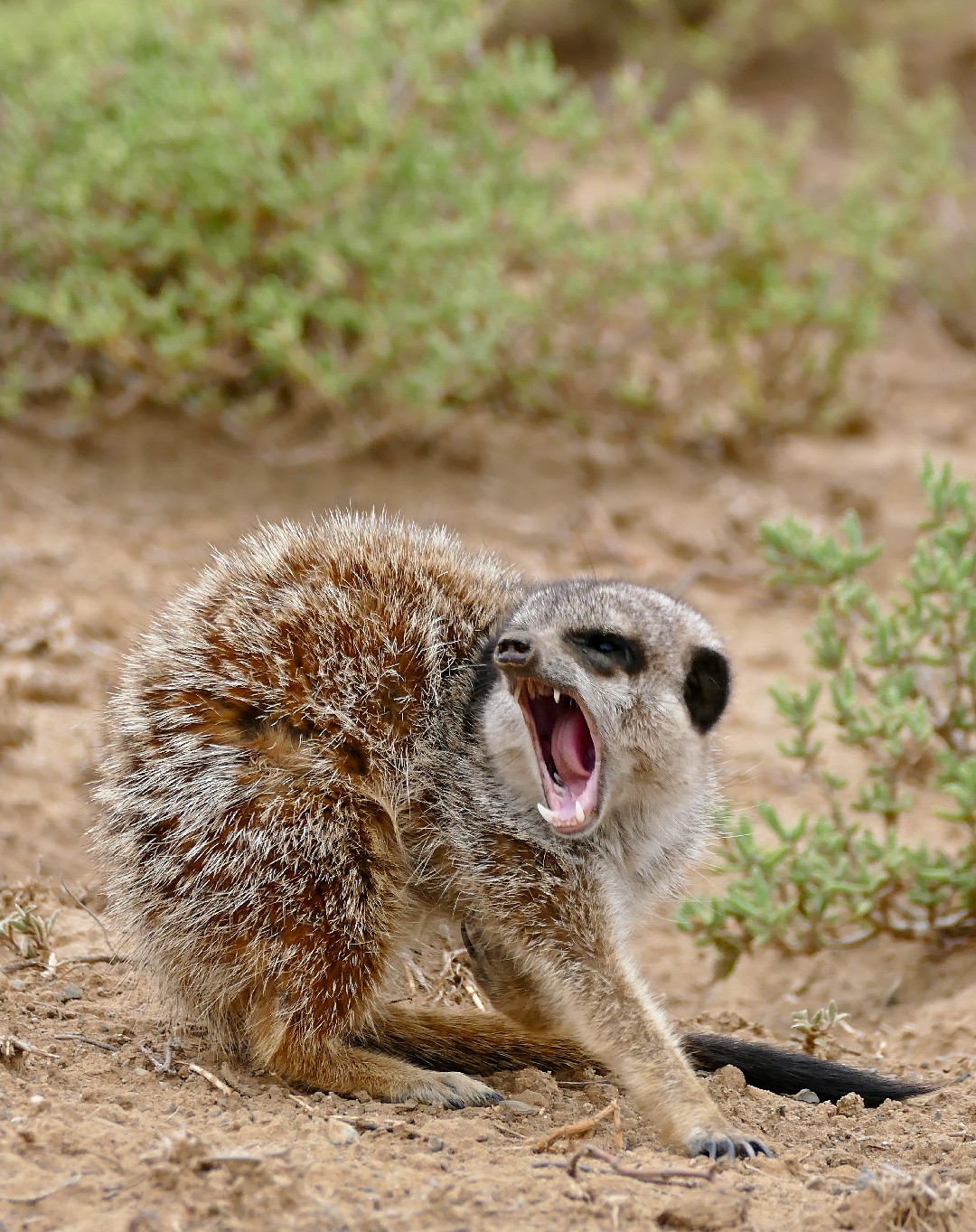 Meerkat (Suricata)