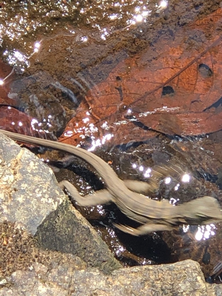 Eastern water dragon (Intellagama lesueurii lesueurii)