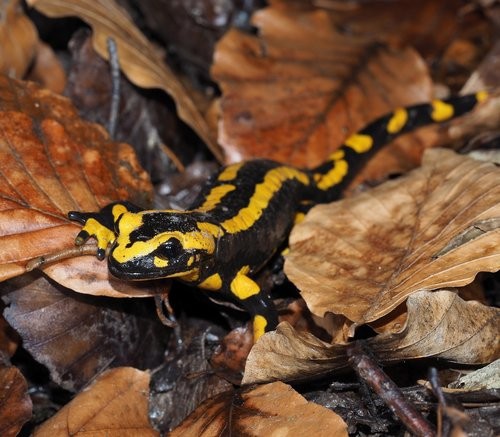 Eigentliche salamander (Salamandra)
