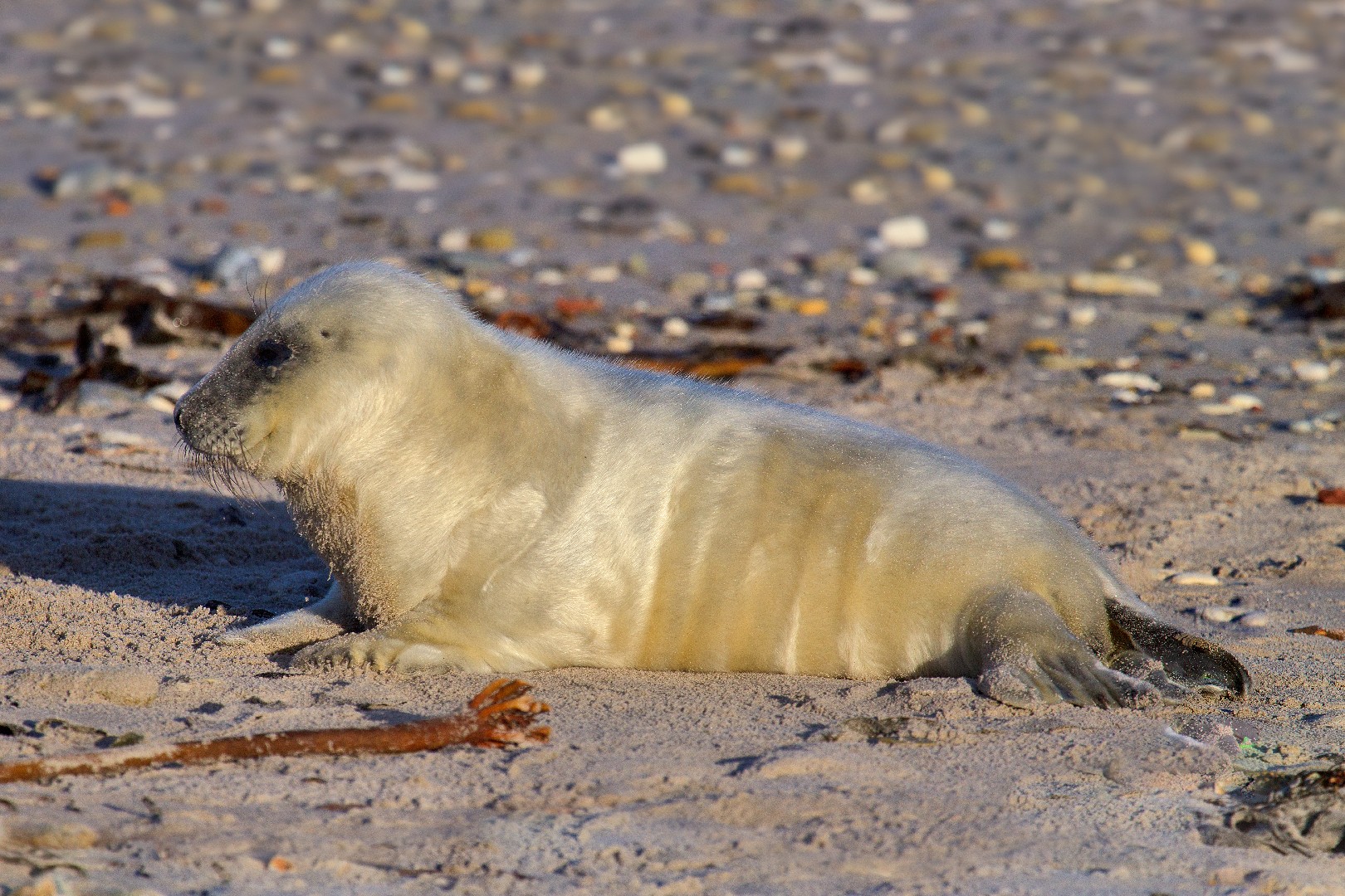 Grey seal (Halichoerus)