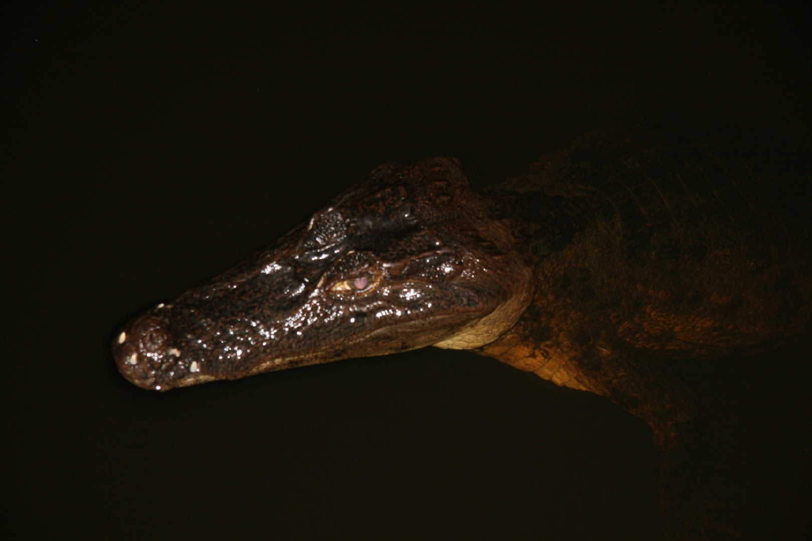 メガネカイマン (Caiman crocodilus)