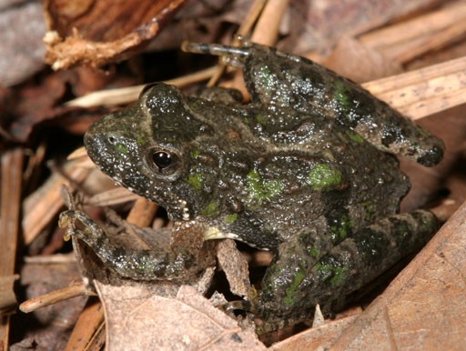 Cricket frog (Acris)