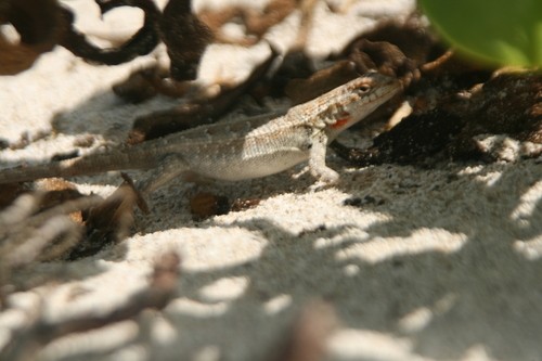 Lagartija espinosa de cozumel (Sceloporus cozumelae)