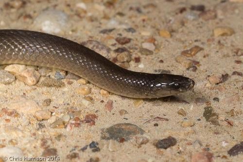 Rough earth snake (Haldea striatula)