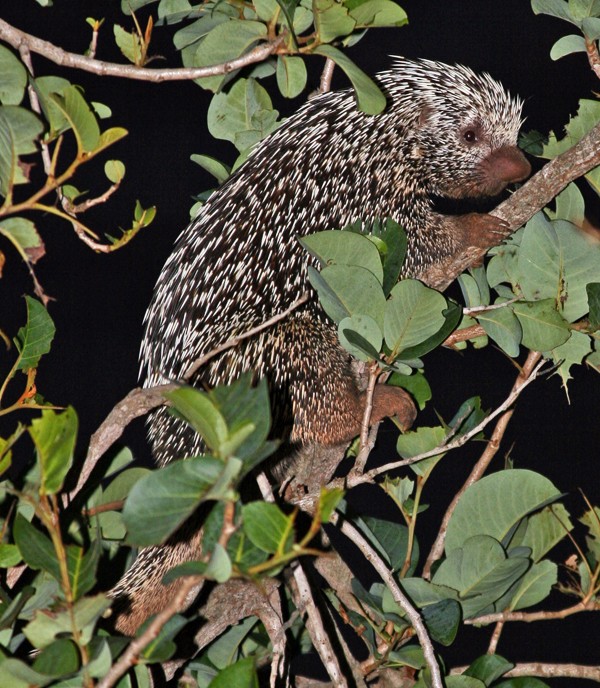 Prehensile-tailed porcupines (Coendou)