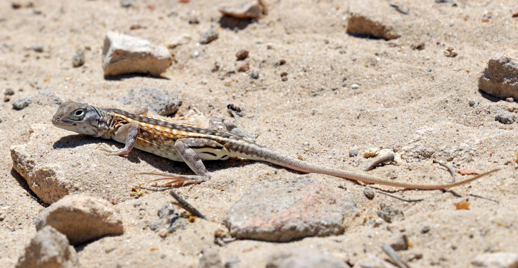 Three-eyed lizard (Chalarodon madagascariensis)