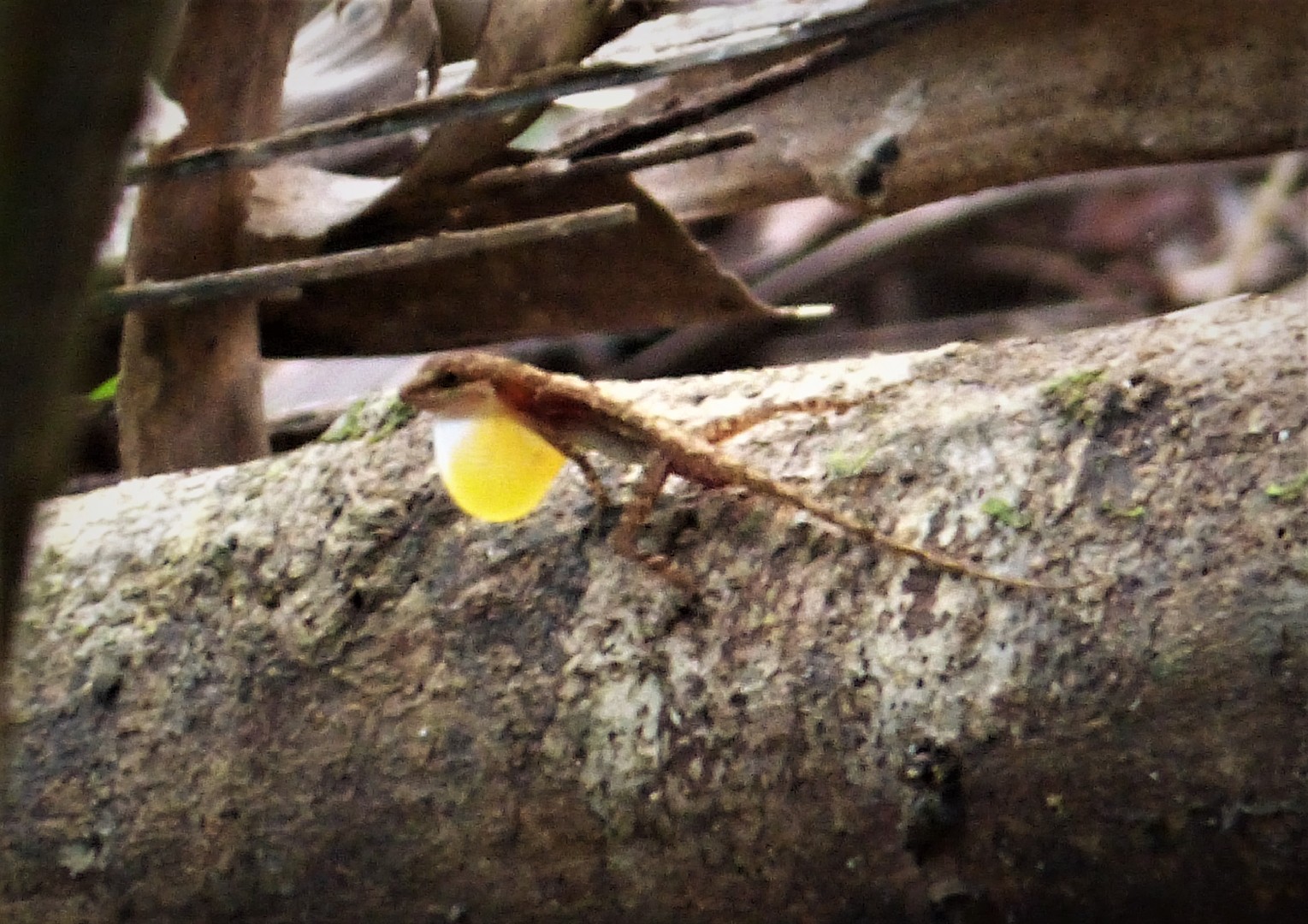 Anolis de quebradas (Anolis aquaticus) - Picture Nature