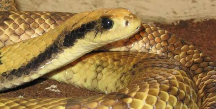 False water snake (Hydrodynastes gigas)