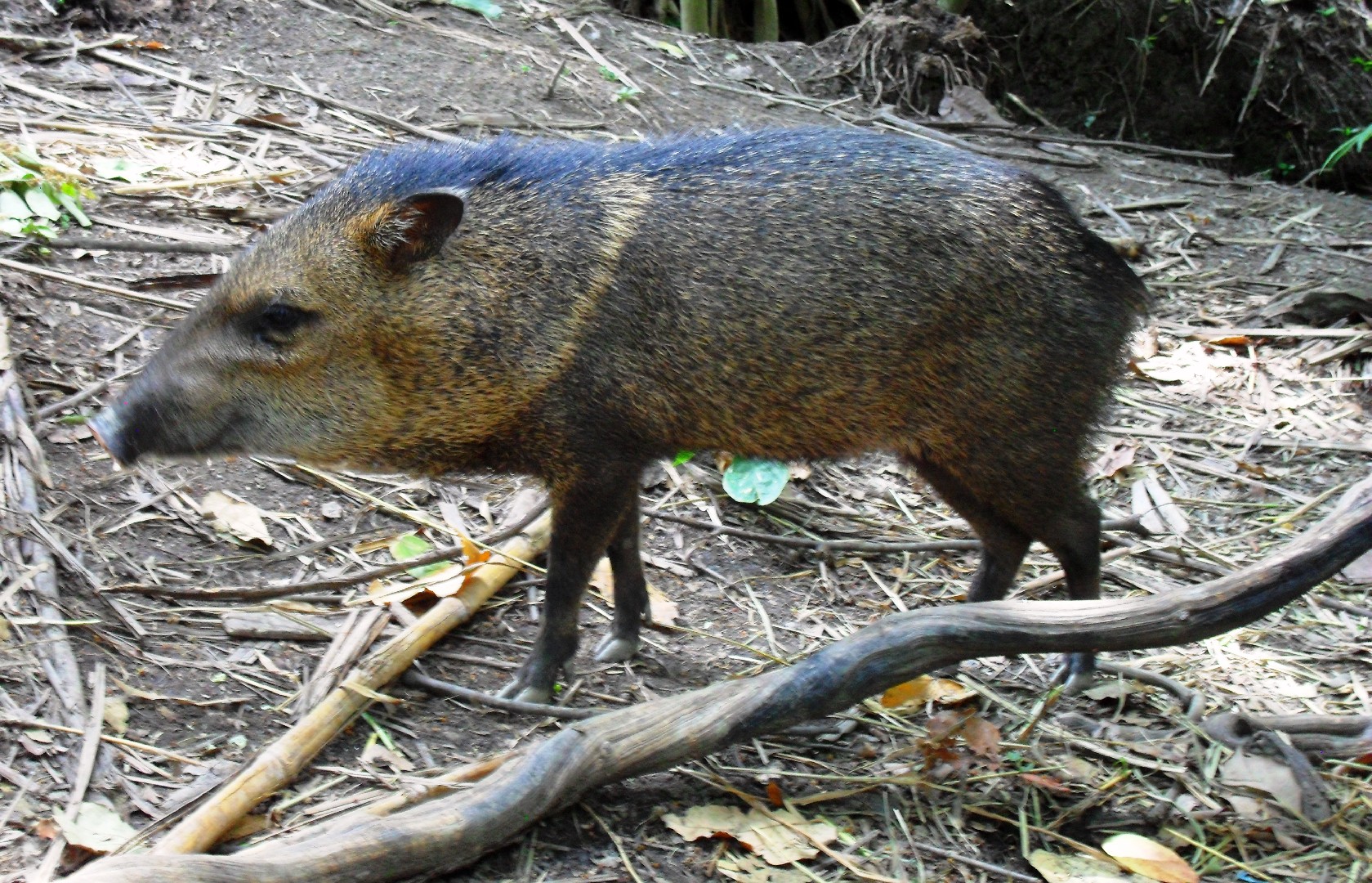 Cerdo de monte (Pecari tajacu)