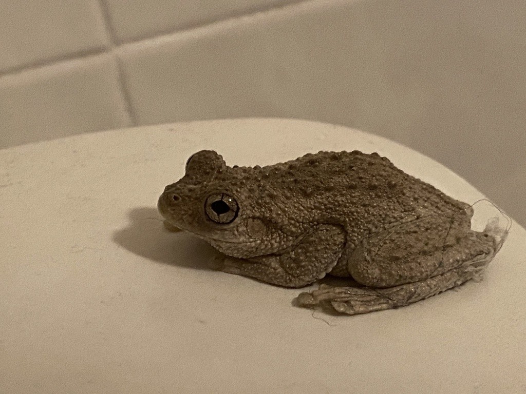 Peron's tree frog (Litoria peronii)