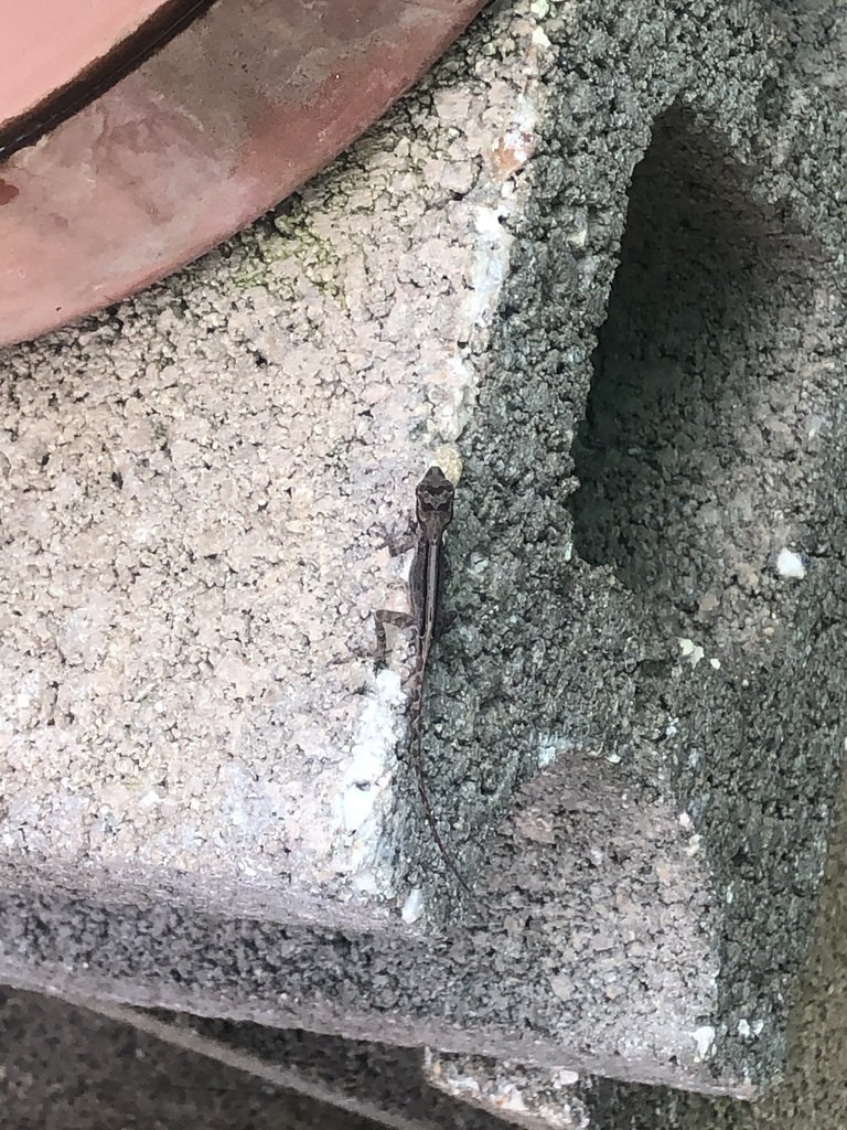Common anole (Anolis cristatellus)