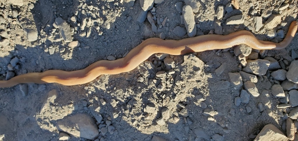 Serpente di gomma (Charina bottae)