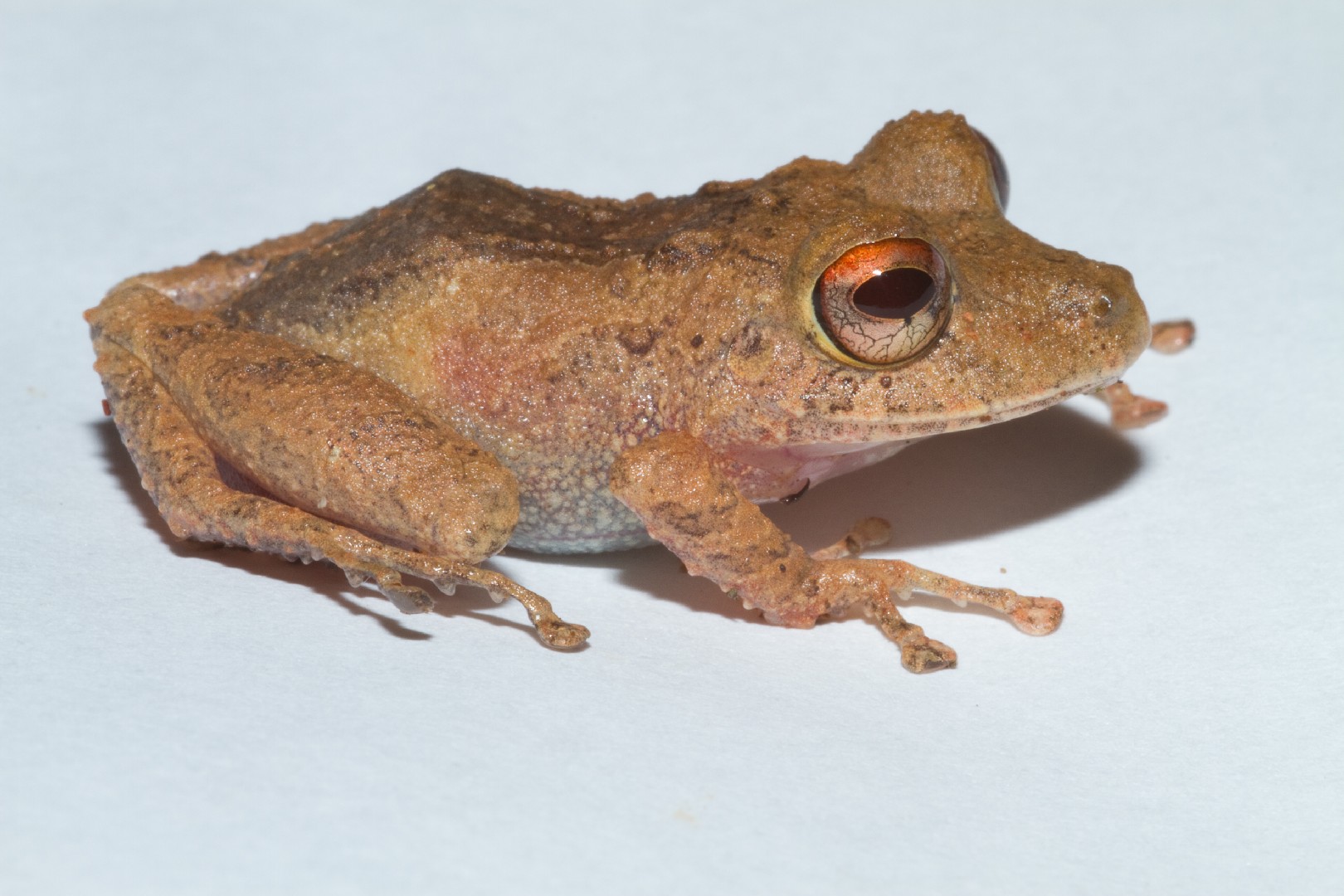 Pristimantis cerasinus (Pristimantis cerasinus)