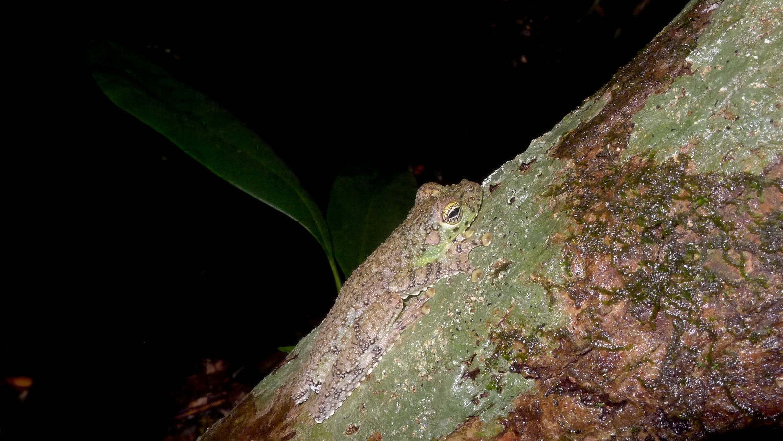 Ocellated tree frog (Itapotihyla langsdorffii)