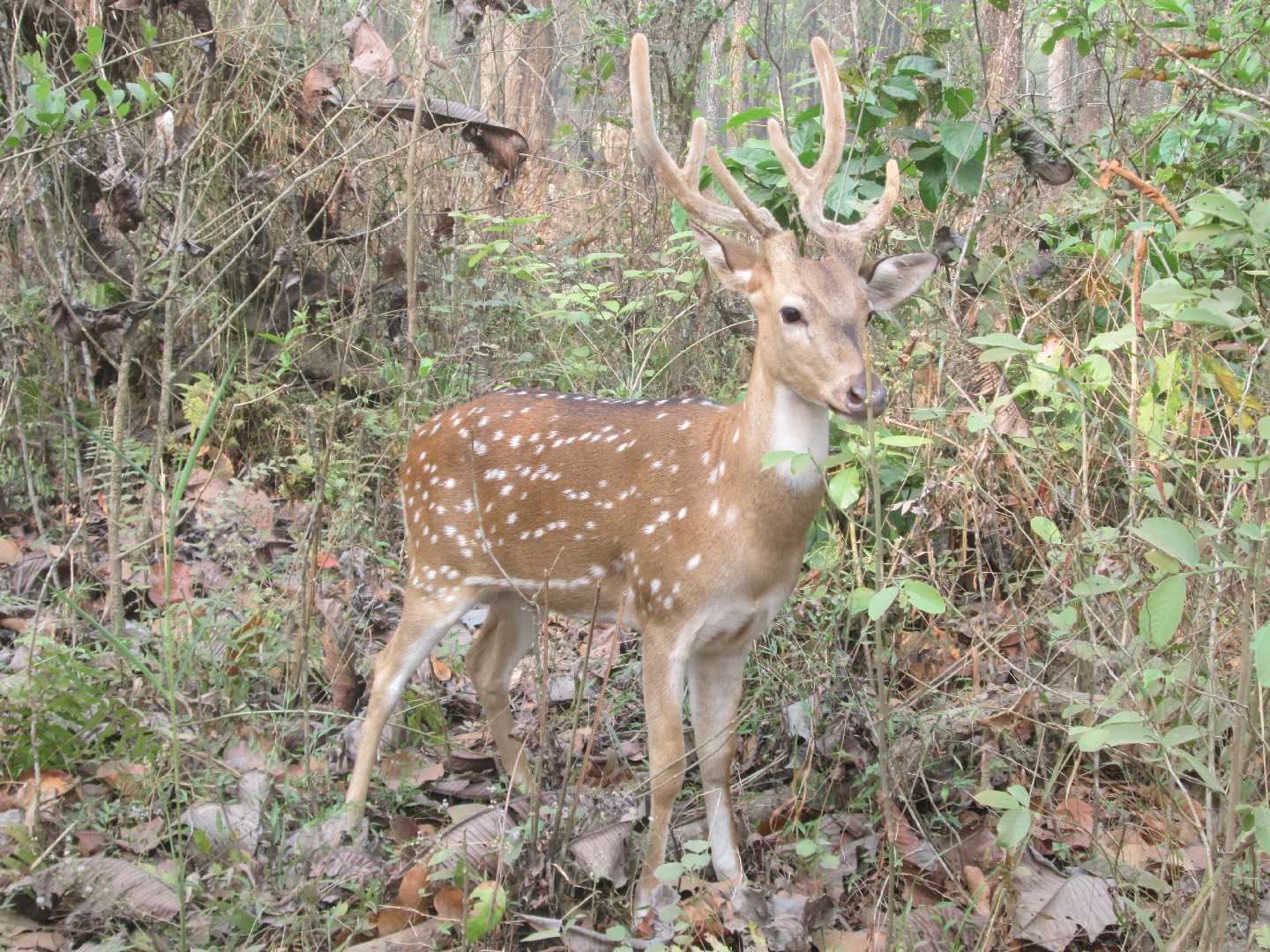 Chital (Axis axis)