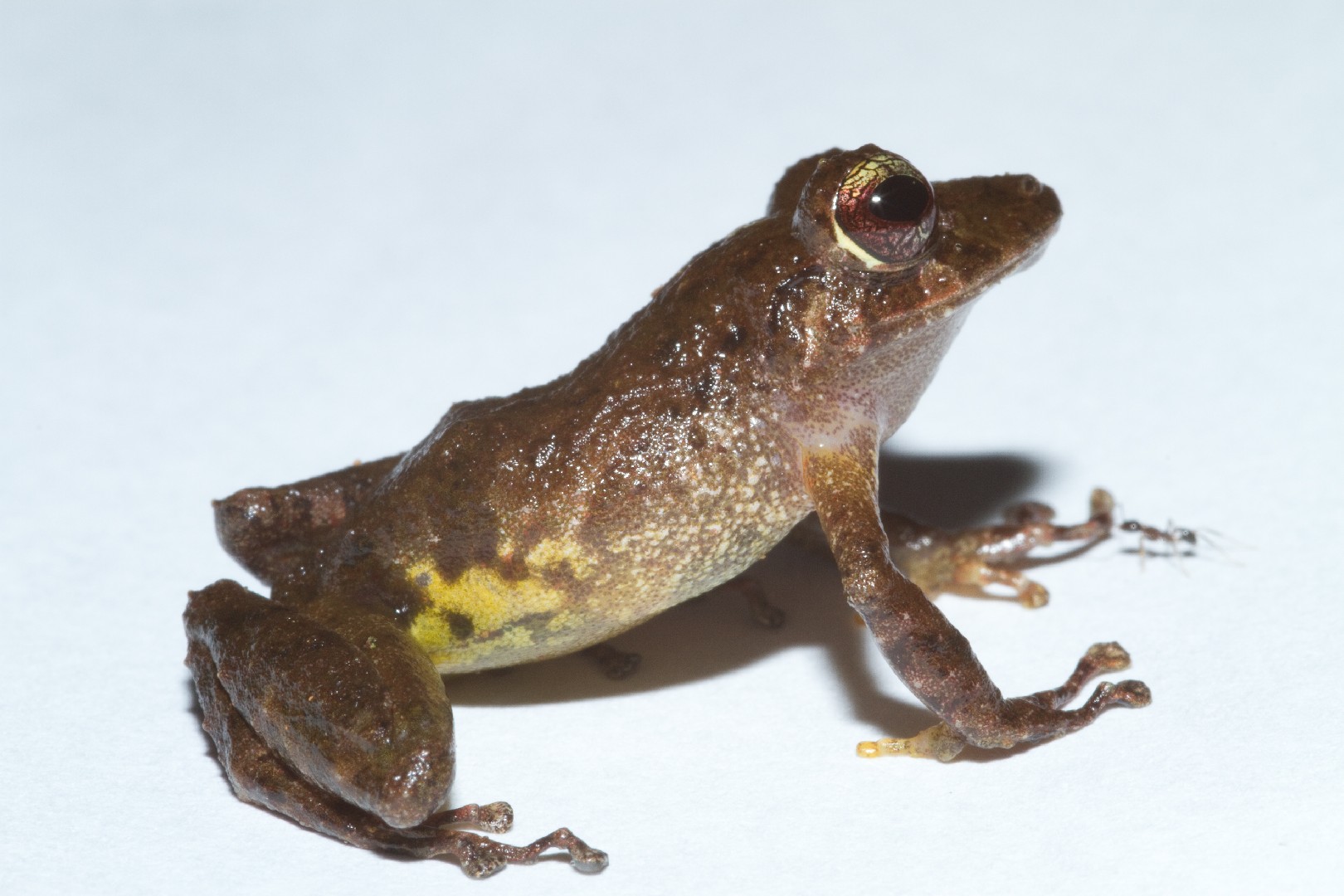Chiriqui robber frog (Pristimantis cruentus)