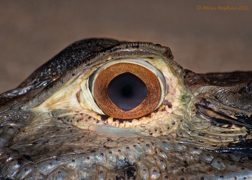 Black caiman (Melanosuchus niger)