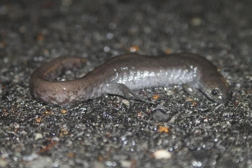 Small-mouth salamander (Ambystoma texanum)