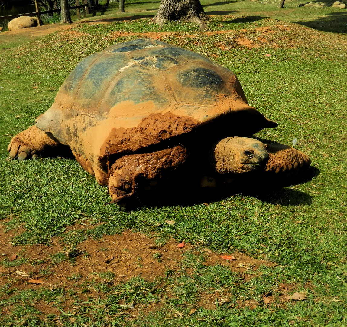 Tortuga gigante de aldabra (Aldabrachelys gigantea)