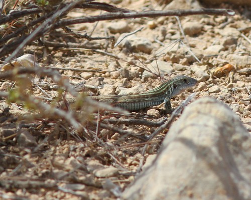 Aspidoscelis gularis (Aspidoscelis gularis)