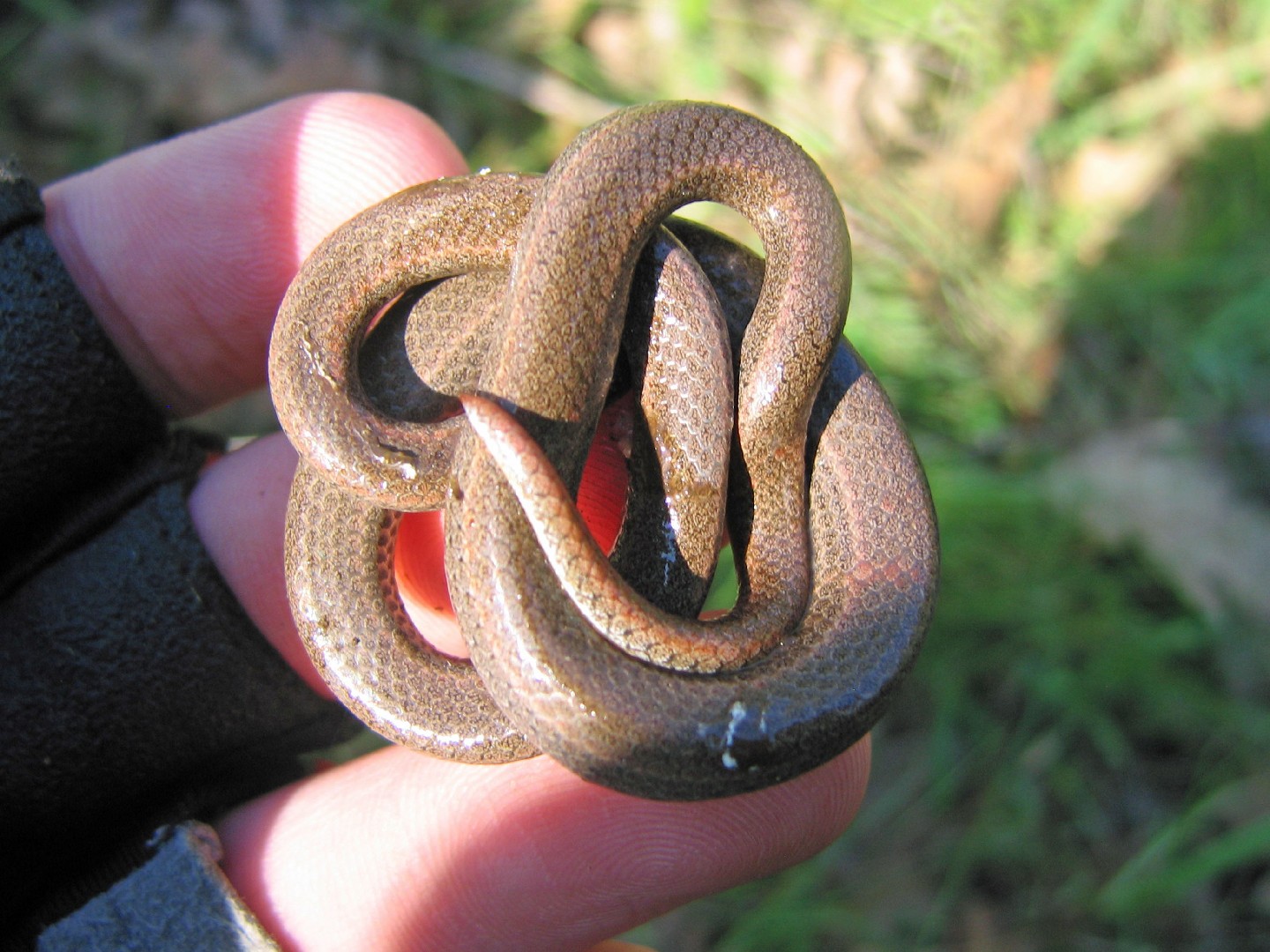 Sharp-tailed snakes (Contia)