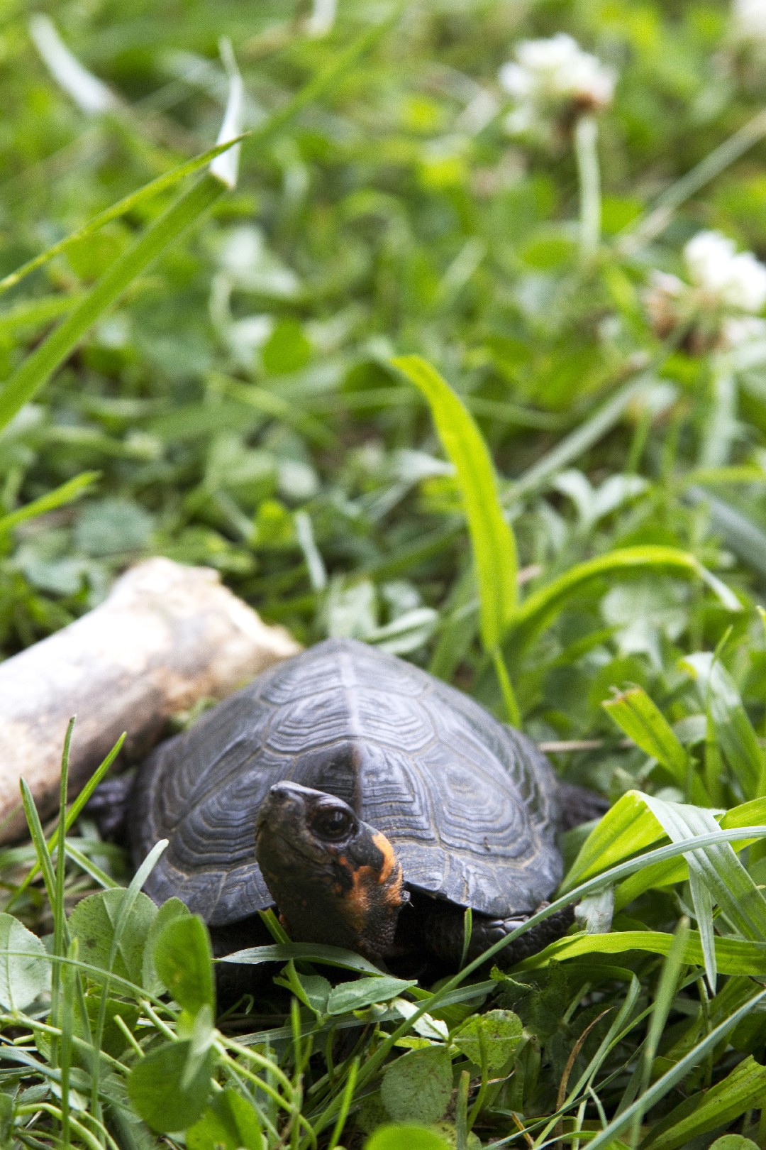 Amerikanische wasserschildkröten (Glyptemys)