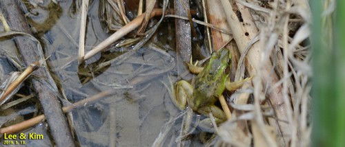 Seoul frog (Pelophylax chosenicus)