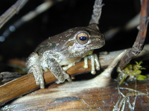 Hyla Sarda Hyla Sarda Picture Nature