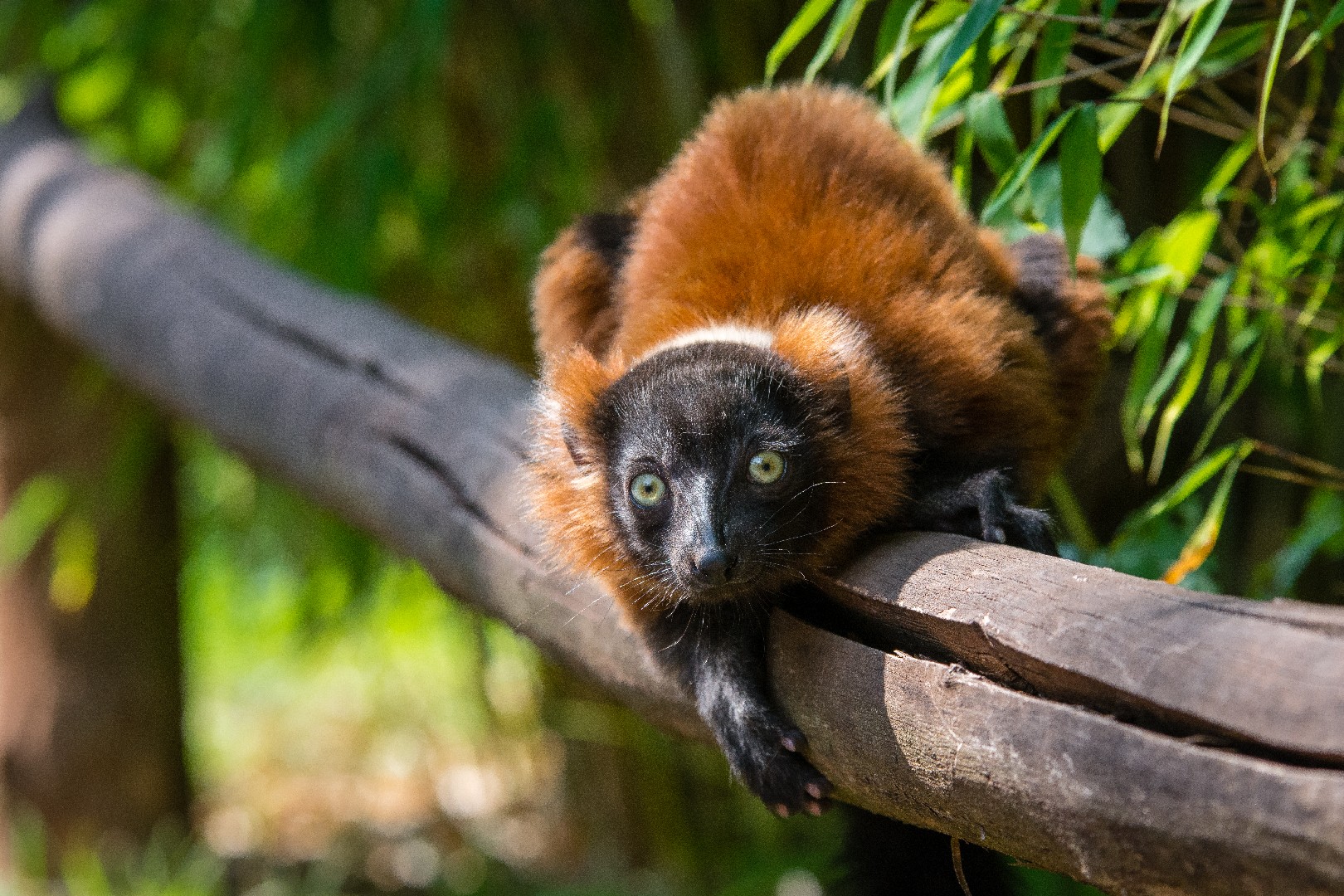 Ruffed lemurs (Varecia)