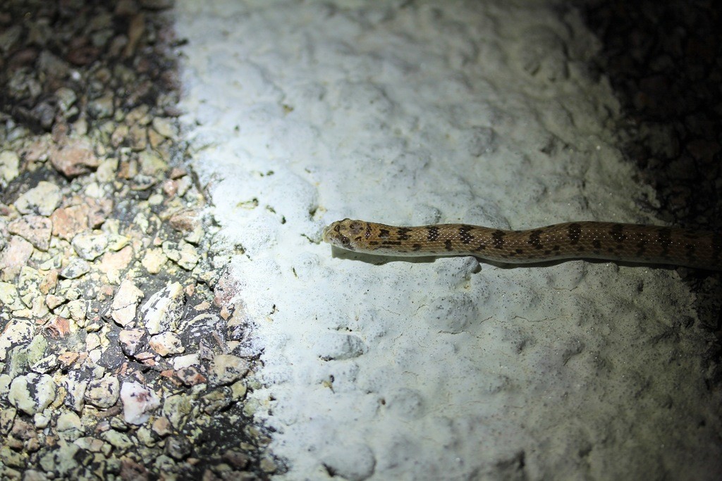 Spotted leafnose snake (Phyllorhynchus decurtatus)
