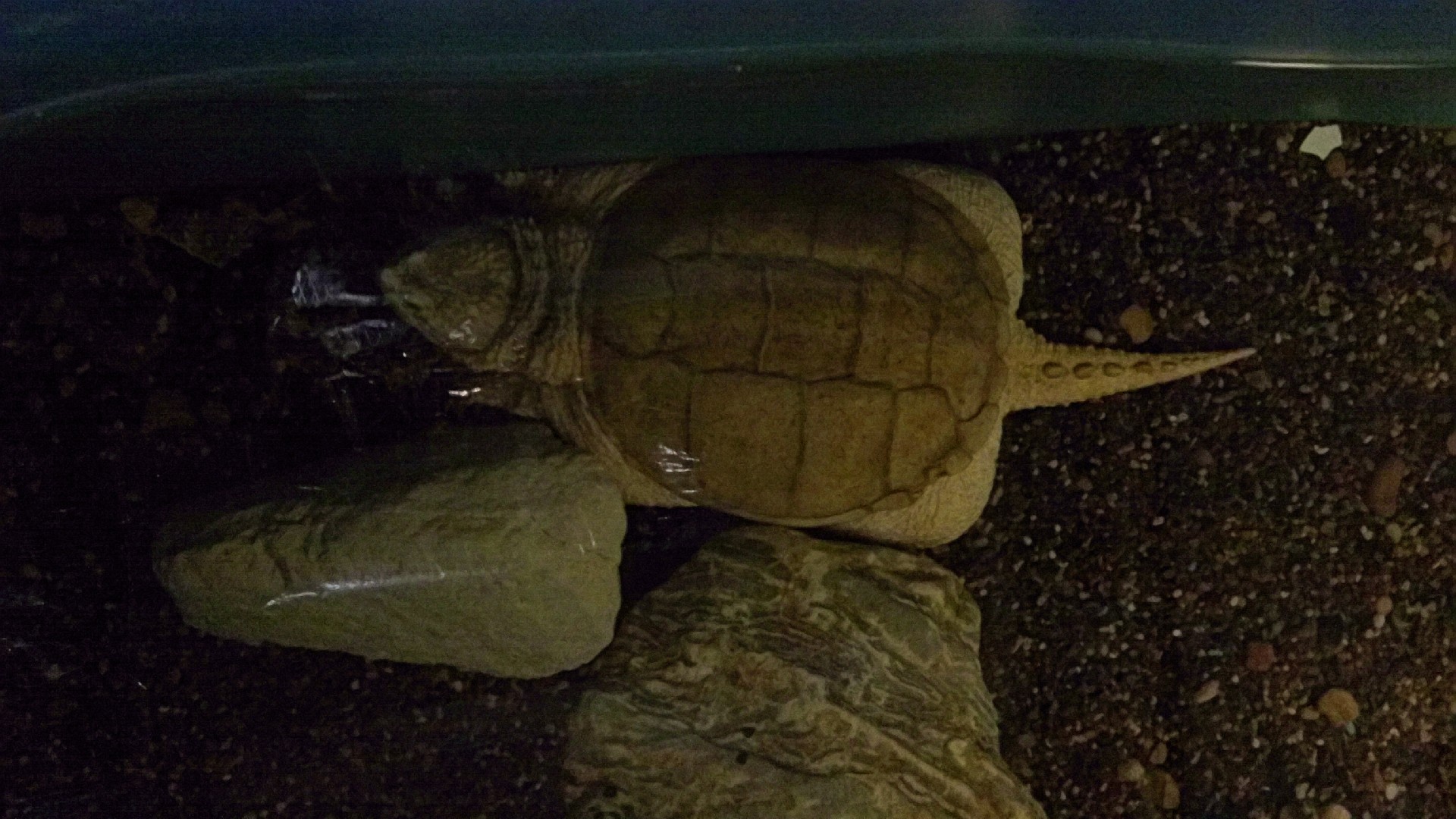 Tortuga caimán (Macrochelys)