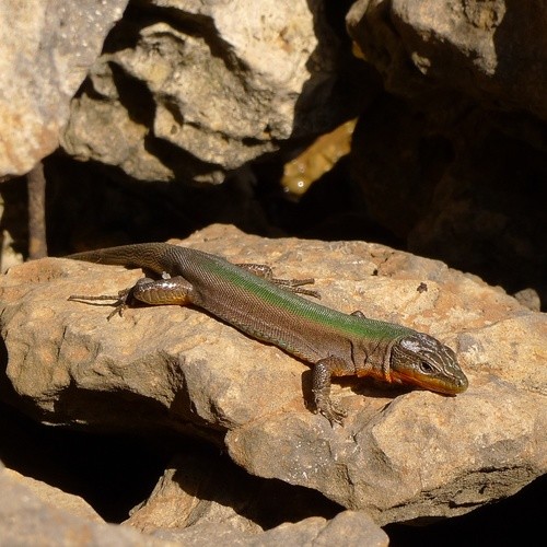 Adriatische mauereidechse (Podarcis melisellensis)