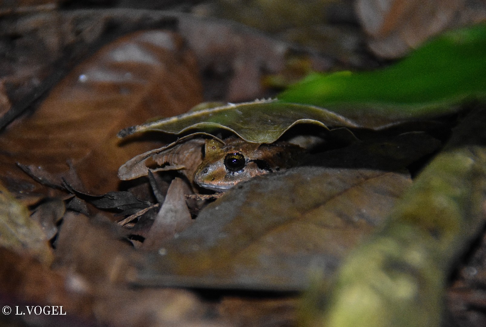 Atlantic Broad-headed Litter Frog (Craugastor megacephalus)