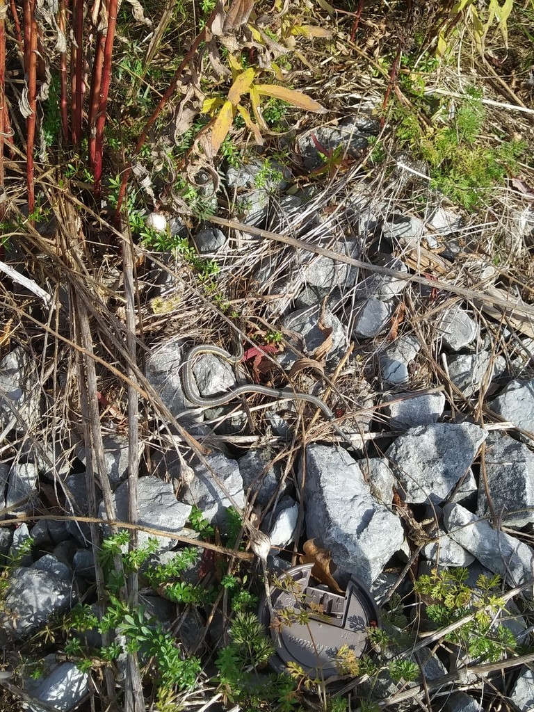 Eastern garter snake (Thamnophis sirtalis sirtalis)