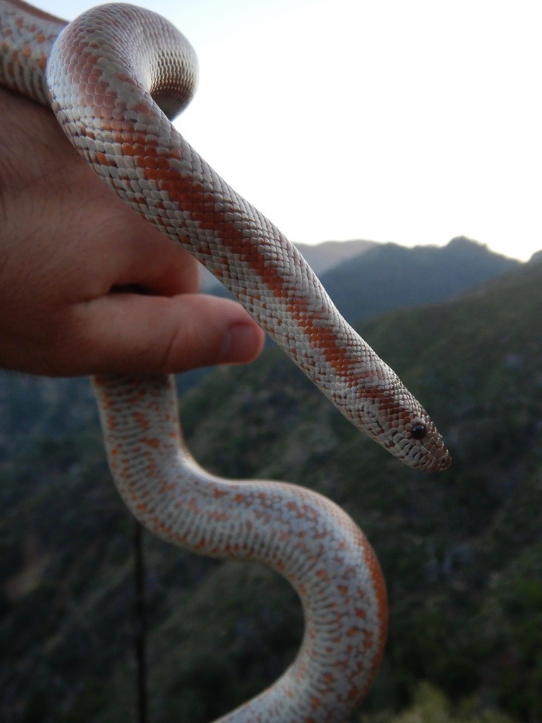 Coastal rosy boa (Lichanura orcutti)