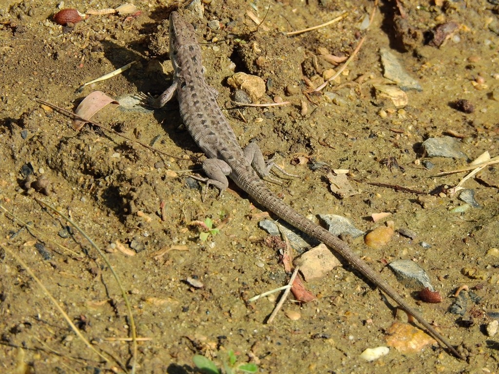 Podarcis siculus campestris (Podarcis siculus campestris)