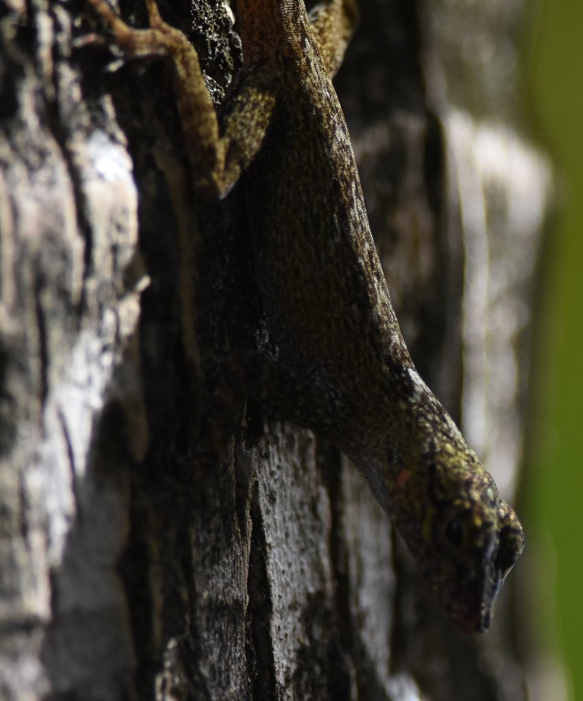 Bark anole (Anolis distichus)