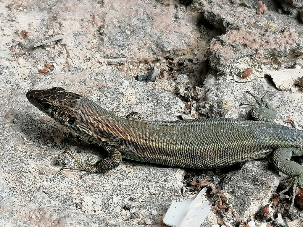 Lagartija ibérica (Podarcis hispanicus)