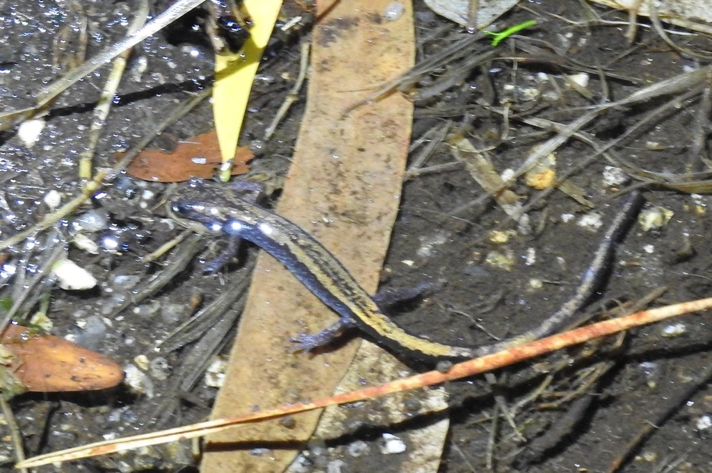 Goldstreifen-salamander (Chioglossa)